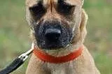 Pomóż w adopcji CHELSEA ,  łódzkie Skierniewice
