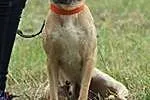 Pomóż w adopcji CHELSEA ,  łódzkie Skierniewice