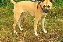 Pomóż w adopcji CHELSEA ,  łódzkie Skierniewice