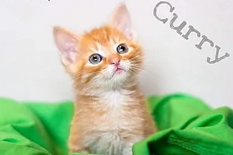 Kociaki cudowne maluchy Tapioka, Chia, Chilly i Cu