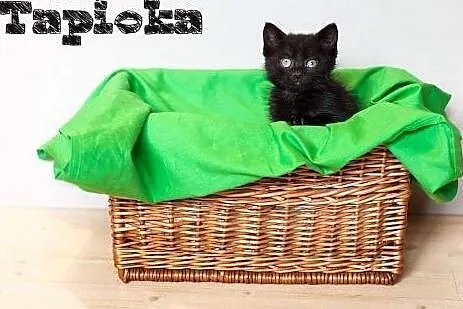 Kociaki cudowne maluchy Tapioka, Chia, Chilly i Cu
