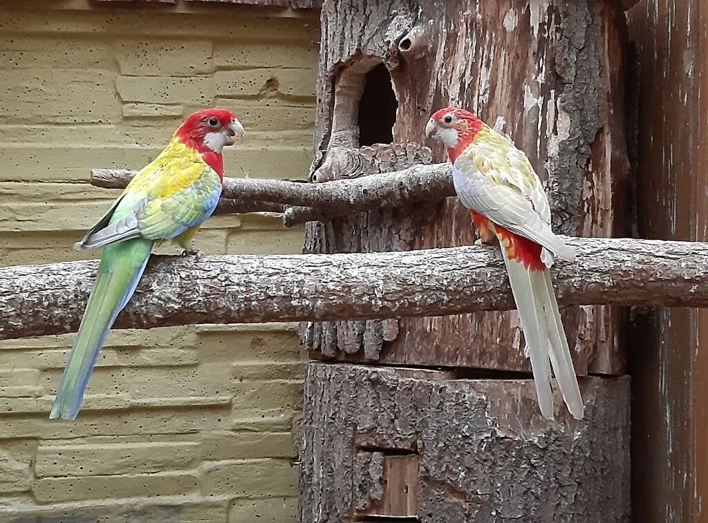 Rozelle białolice pastelle 2018r, Mazowieckie, Radom