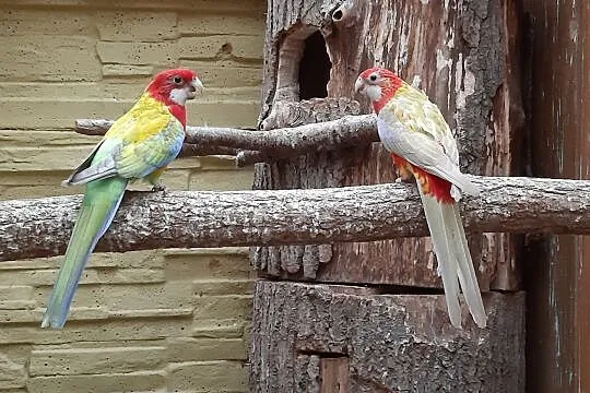 Rozelle białolice pastelle 2018r, Mazowieckie, Radom
