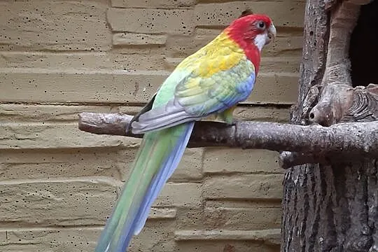 Rozelle białolice pastelle 2018r, Mazowieckie, Radom