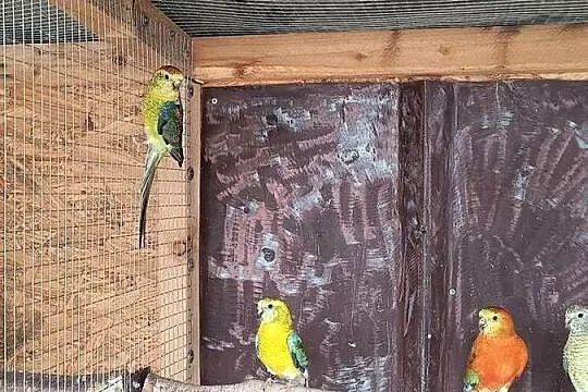 Świergotki seledynowe, Śląskie, Racibórz