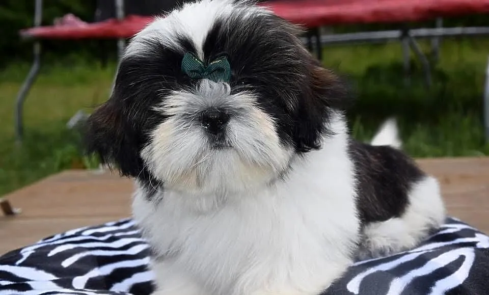 Shih Tzu pies szczeniak cudowny kolor, Opolskie, Kluczbork