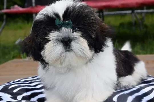 Shih Tzu pies szczeniak cudowny kolor