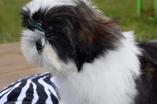 Shih Tzu pies szczeniak cudowny kolor, Opolskie, Kluczbork