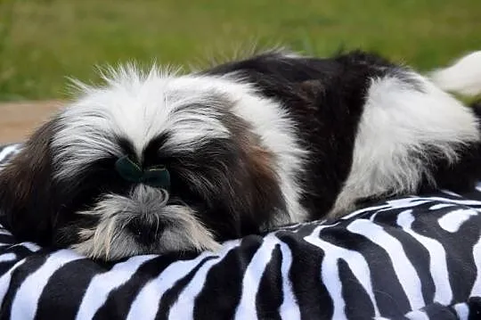 Shih Tzu pies szczeniak cudowny kolor, Opolskie, Kluczbork