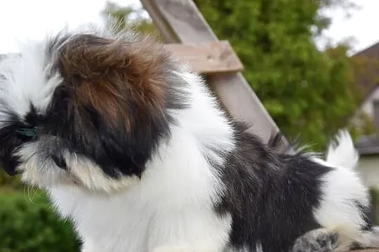Shih Tzu pies szczeniak cudowny kolor, Opolskie, Kluczbork