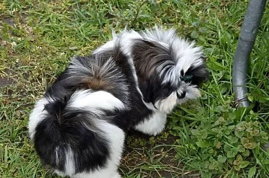 Shih Tzu pies szczeniak cudowny kolor, Opolskie, Kluczbork