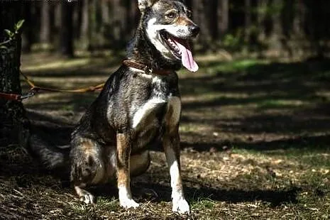 MARWEL niebieskooki Przystojniak szuka domu,  lubu