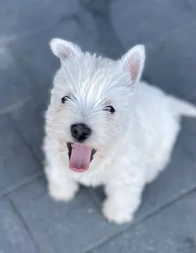 Sprzedam pieska Wester terrier. Ma dwa miesiące wszystkie szczepienia i zdrowy, , Wadowice