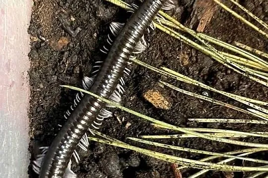 wij z Wietnamu (Remulopygus brevispinus /Balustreptus fasciatus), Śląskie, Gliwice