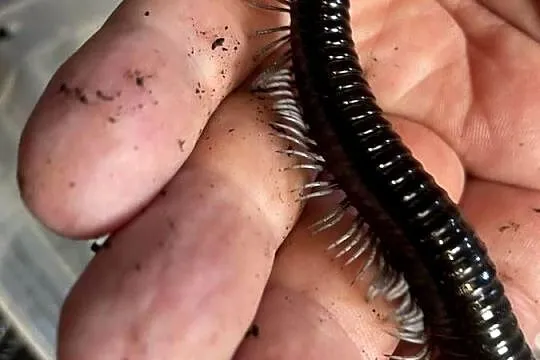 wij z Wietnamu (Remulopygus brevispinus /Balustreptus fasciatus), Śląskie, Gliwice