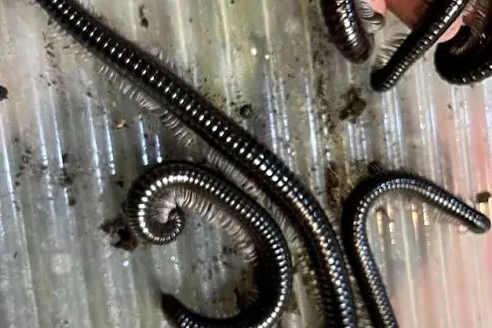wij z Wietnamu (Remulopygus brevispinus /Balustreptus fasciatus), Śląskie, Gliwice