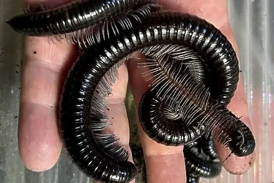 wij z Wietnamu (Remulopygus brevispinus /Balustreptus fasciatus), Śląskie, Gliwice