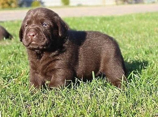 LABRADORKI Z RODOWODEM ZKwP-FCI PO CHAMPIONIE !!,