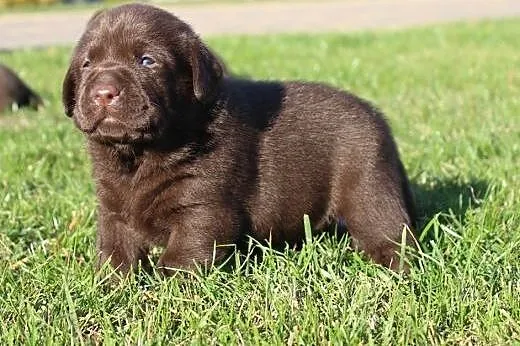 LABRADORKI Z RODOWODEM ZKwP-FCI PO CHAMPIONIE !!, 