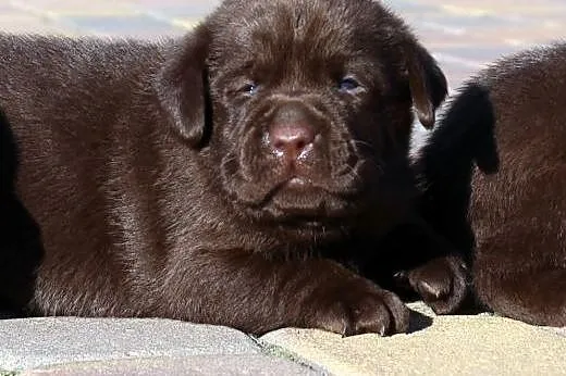 LABRADORKI Z RODOWODEM ZKwP-FCI PO CHAMPIONIE !!, 