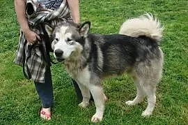 Alaskan to piękny pies w typie Alaskan Malamute., Wieliczka