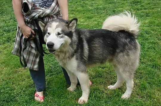 Alaskan to piękny pies w typie Alaskan Malamute.