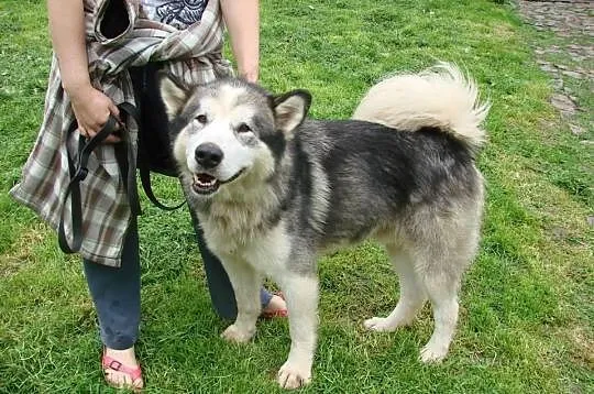 Alaskan to piękny pies w typie Alaskan Malamute.