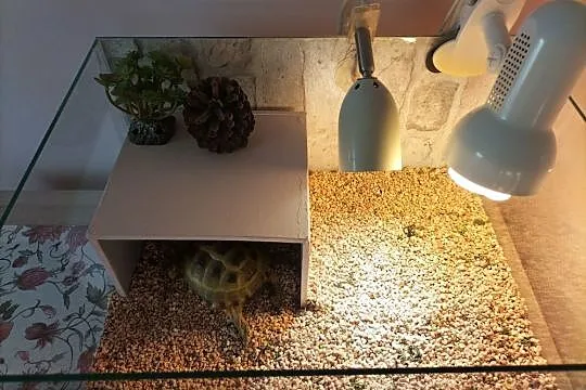 żółw stepowy + terrarium