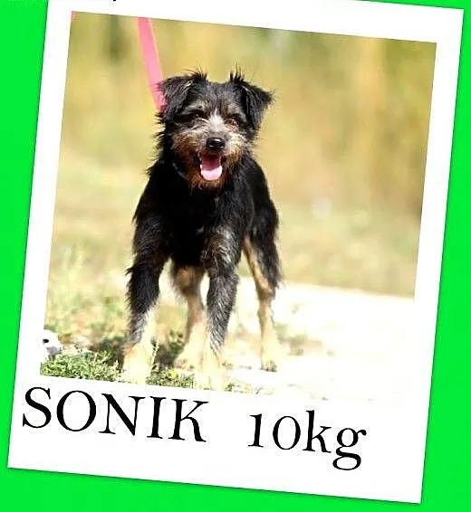 10 kg,wesoły,łagodny,przyjazny piesek SONIAK,sznau