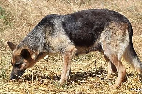 Wysyłamy błaganie o pomoc dla dwóch owczarkowatych