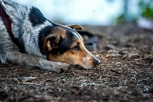 Może z GACKIEM trójkolorowym życie spędzisz radosn