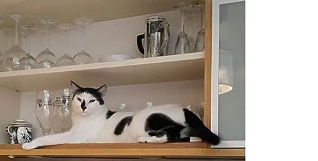 Zenek - pilnie do adopcji
