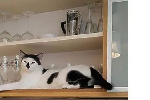 Zenek - pilnie do adopcji