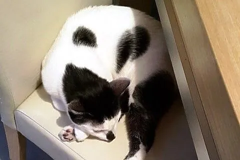 Zenek - pilnie do adopcji