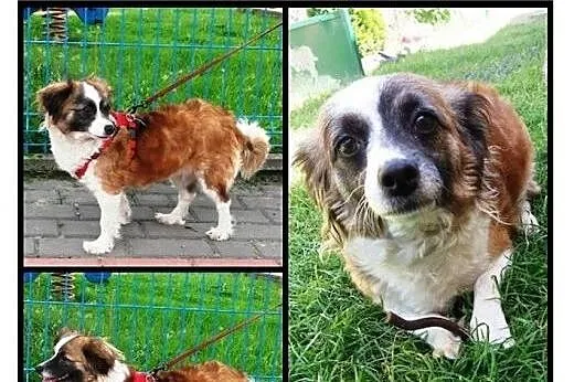 Znaleziony szukamy oprawcy,  łódzkie Kutno