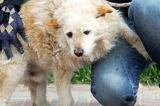 CHRUPEK uroczy psi staruszek- walczy! chce żyć! po
