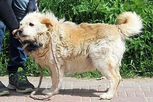 CHRUPEK uroczy psi staruszek- walczy! chce żyć! po