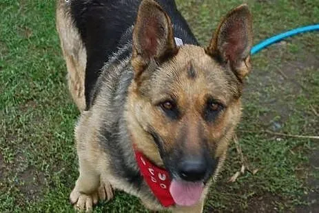 Azira - piękna suka owczarek niemiecki ADOPCJA,  Kundelki cała Polska