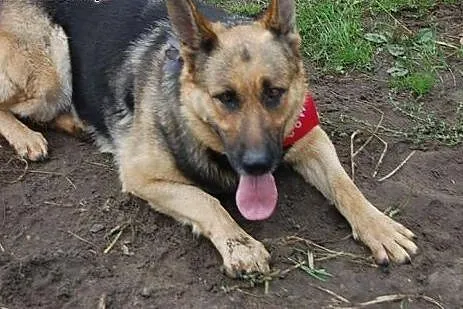 Azira - piękna suka owczarek niemiecki ADOPCJA,  K