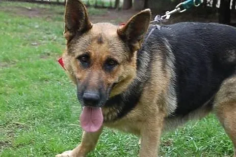 Azira - piękna suka owczarek niemiecki ADOPCJA,  K
