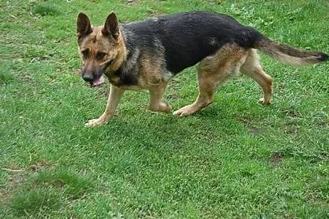 Azira - piękna suka owczarek niemiecki ADOPCJA,  K