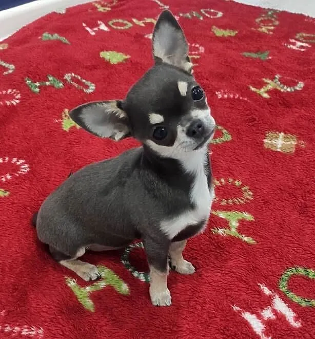Chihuahua niebieska suczka Prawdziwy rodowód ZKwP, Zachodniopomorskie, Świnoujście