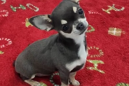 Chihuahua niebieska suczka Prawdziwy rodowód ZKwP, Zachodniopomorskie, Świnoujście