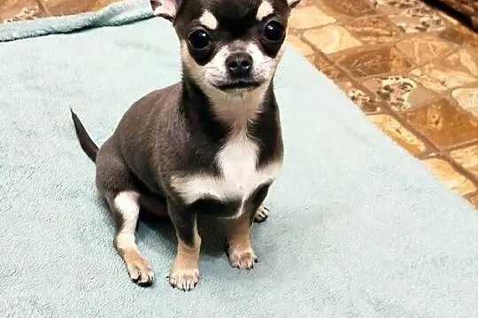 Chihuahua niebieska suczka Prawdziwy rodowód ZKwP, Zachodniopomorskie, Świnoujście