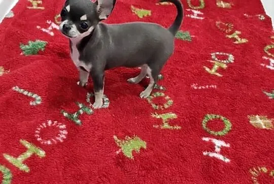 Chihuahua niebieska suczka Prawdziwy rodowód ZKwP, Zachodniopomorskie, Świnoujście