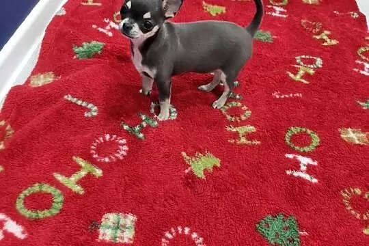 Chihuahua niebieska suczka Prawdziwy rodowód ZKwP, Zachodniopomorskie, Świnoujście