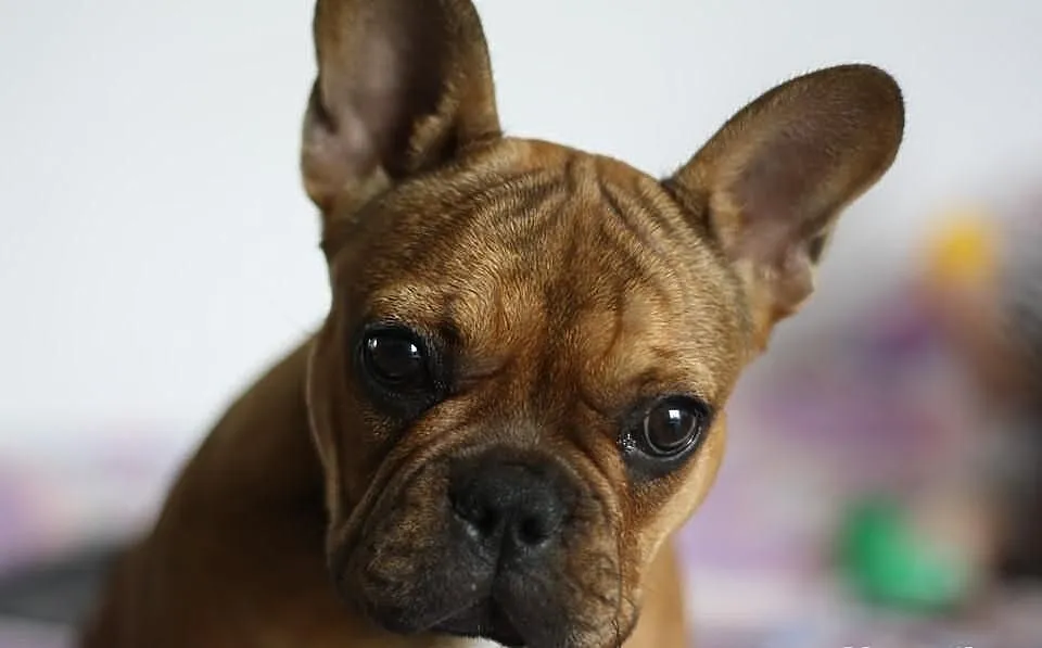 Buldog Francuski Ruda Suczka!