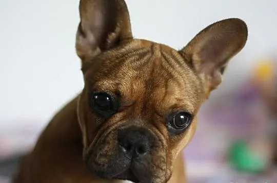 Buldog Francuski Ruda Suczka!