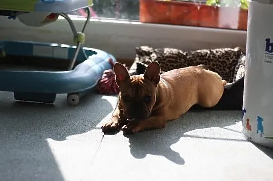 Buldog Francuski Ruda Suczka!