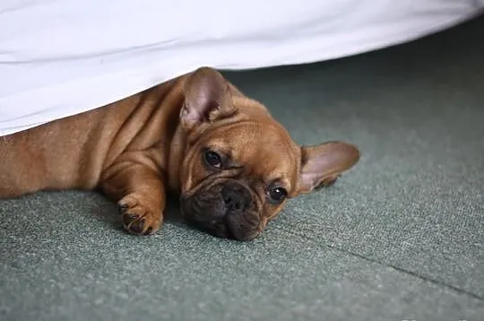 Buldog Francuski Ruda Suczka!